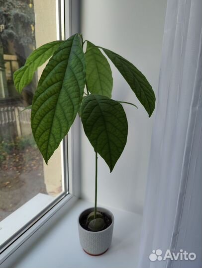 Авокадо растение