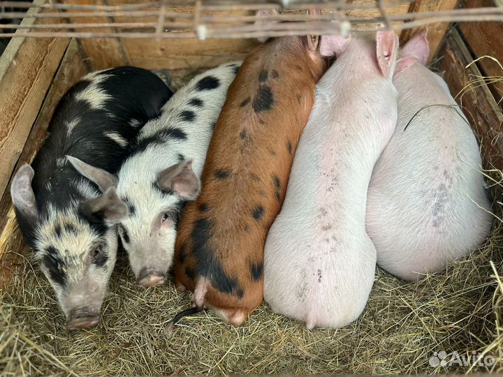 Поросята Хуторские