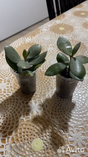 Крассула толстянка