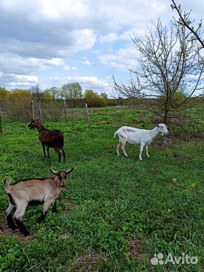 Продам козье молоко. Доставка бесплатно