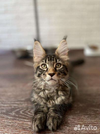 Мейн-кун мальчик редкого лестного окраса