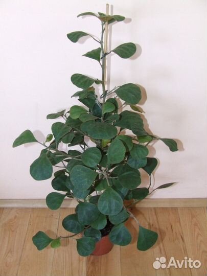 Фикус дельтовидный Оливия