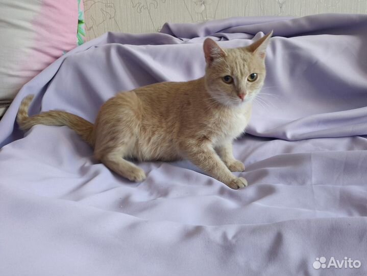 Кошка
