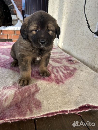 Банхар Монгольская овчарка