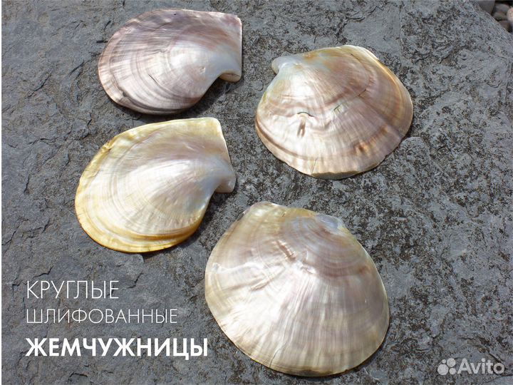 Ракушки жемчужницы круглые от 380 до 450р/шт