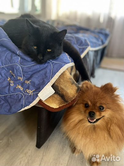 Передержка животных