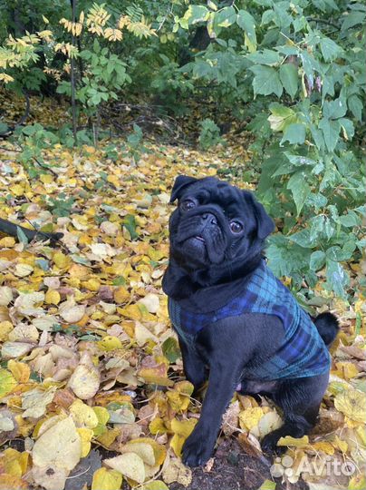 Мопс вязка мальчик