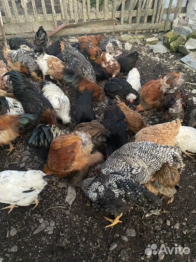 Куры на яйцо