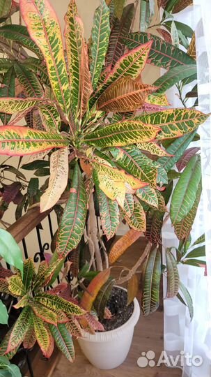 Комнатные растения цветы большие