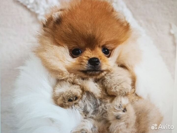 Померанский шпиц мини