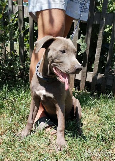 Щенки питбуля