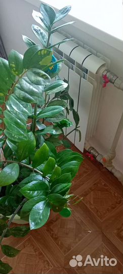 Замиокулькас большой, комнатное растение