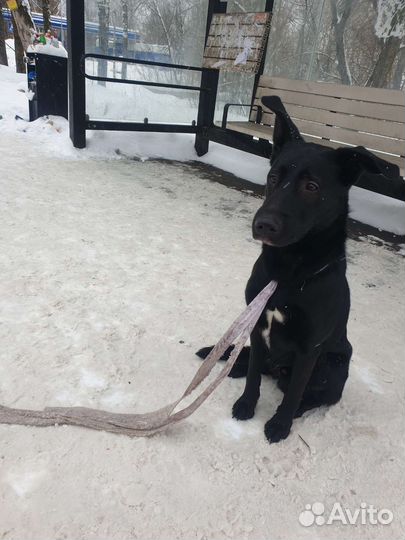 Найдена собака