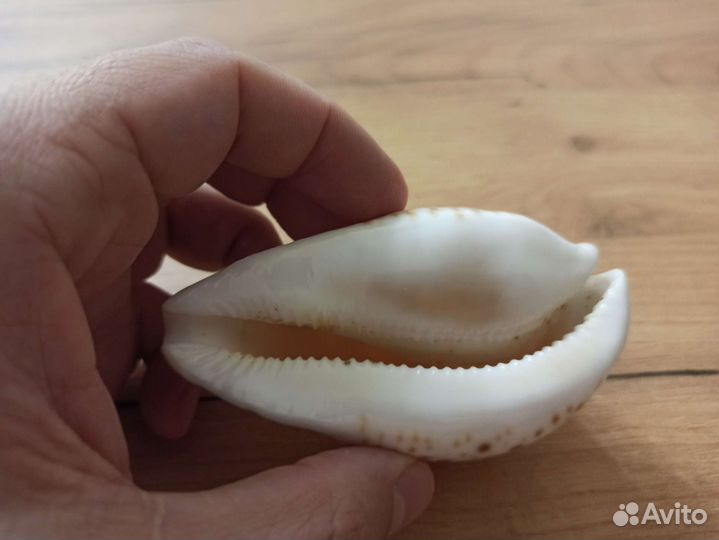 Морская раковина