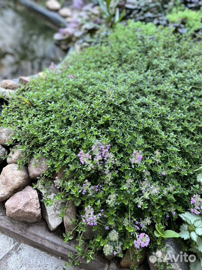 Тимьян ползучий