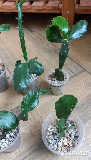 Кактус опунция