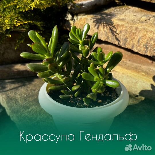 Крассула Гендальф