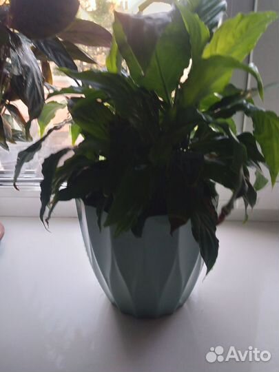 Цветок женское счастье