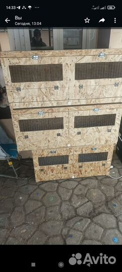 Перепелки суточные