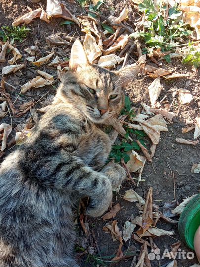 Котики бесплатно в добрые руки
