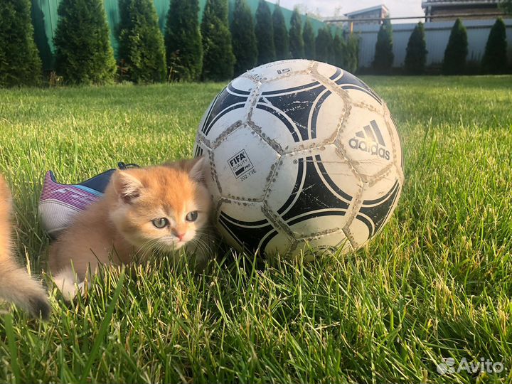 Британская золотая шиншилла