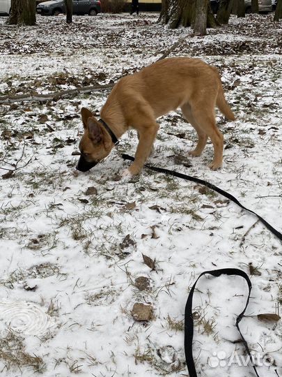 Выгул собак