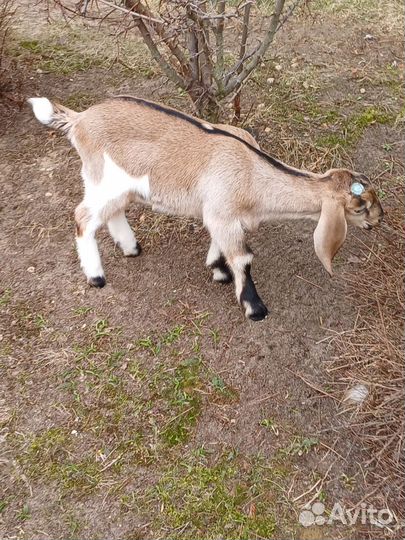 Англо нубийские козлята