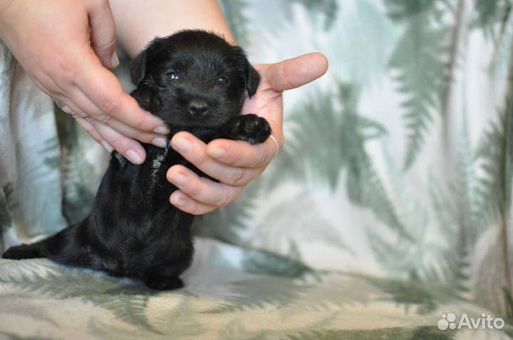 Щенки цвергшнауцера от заводчика