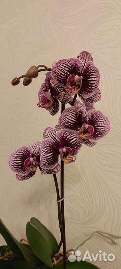 Орхидея
