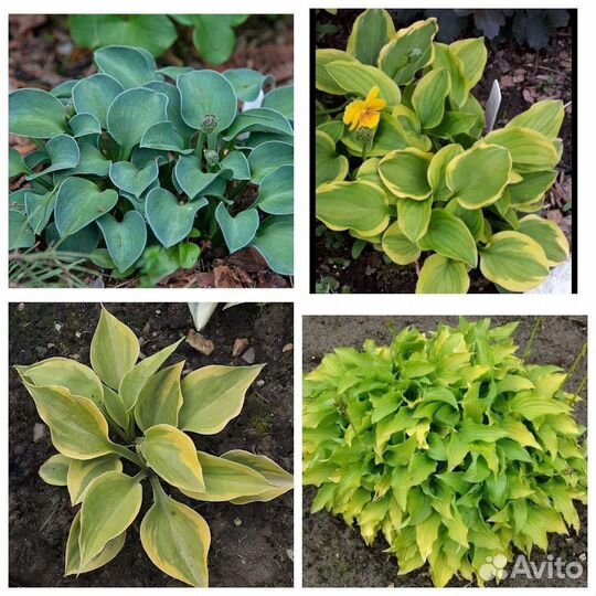 Хосты для вашего сада(зкс)