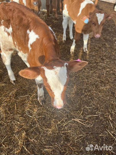 Телята бычки доставка