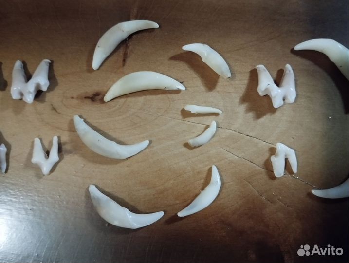 Клыки и зубы лисы