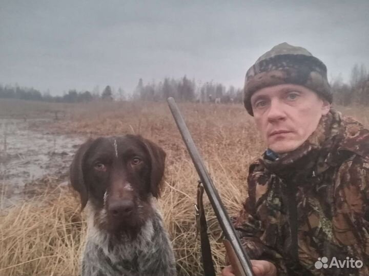 Дратхаар вязка