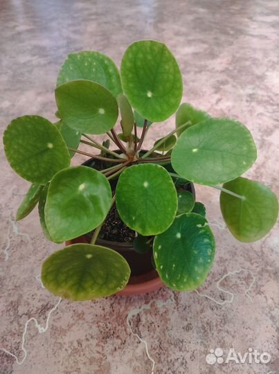 Пилея пеперомиевидная