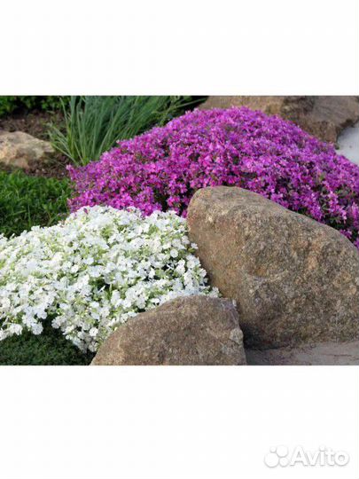 Флоксы Шиловидные Многолетние