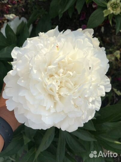 Пионы саженцы