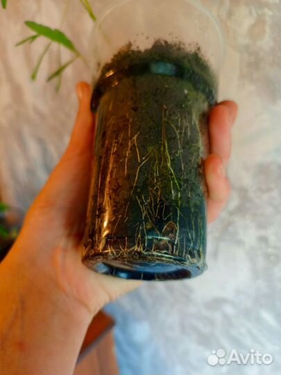 Мимоза стыдливая