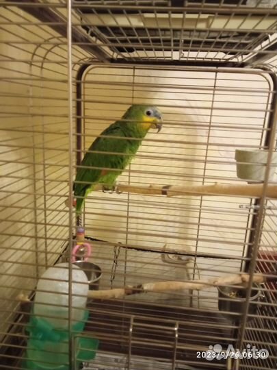 Венесуэльский амазон