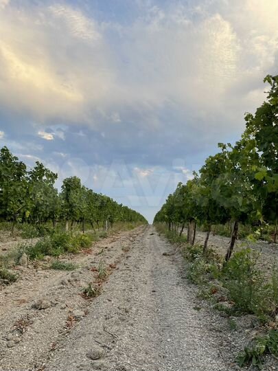 Участок 10 га (СНТ, ДНП)