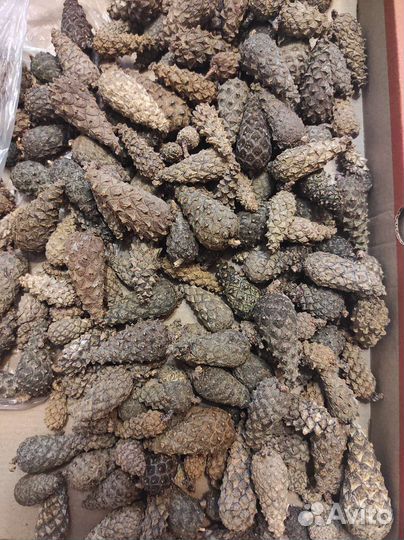 Шишка сосна(Нераскрытая)