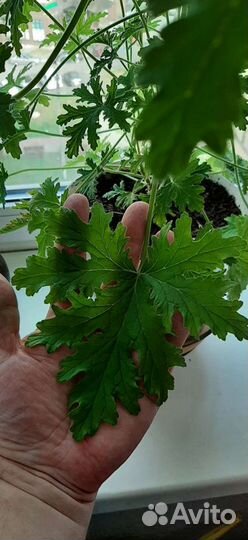 Алоэ или столетник и герань лечебная