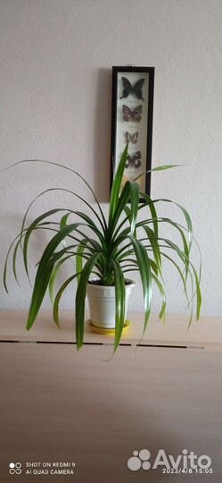 Комнатное растение