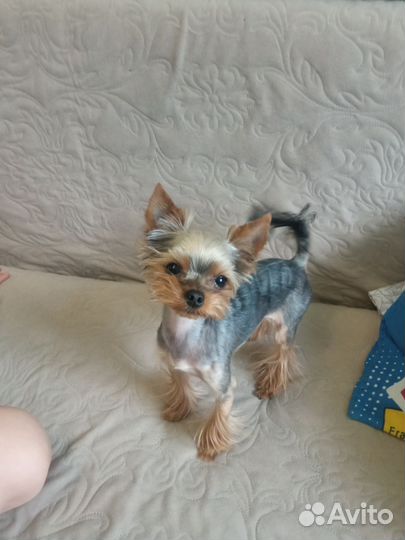 Домашние животные собаки маленькие