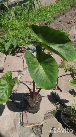 Ксантазома Голубые Гаваи