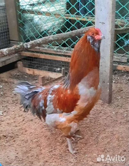 Петушки молодые,породистые