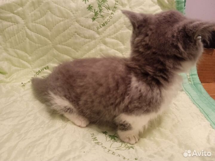 Котята манчкин кремовая девочка и голубой мальчик
