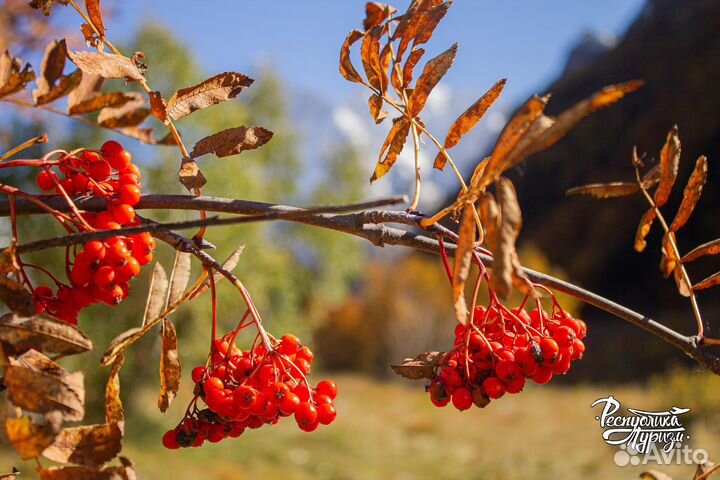 Домбай с Альпаками
