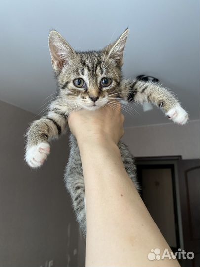 Котята девочки 2 месяца в добрые руки