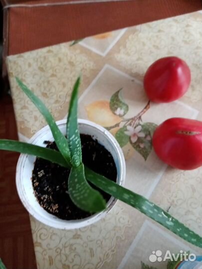 Лечебное растение Алое Вера