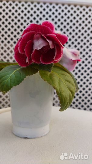 Глоксиния махровая